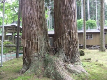 木を訪ねるVol.124　～長岡の木たち～